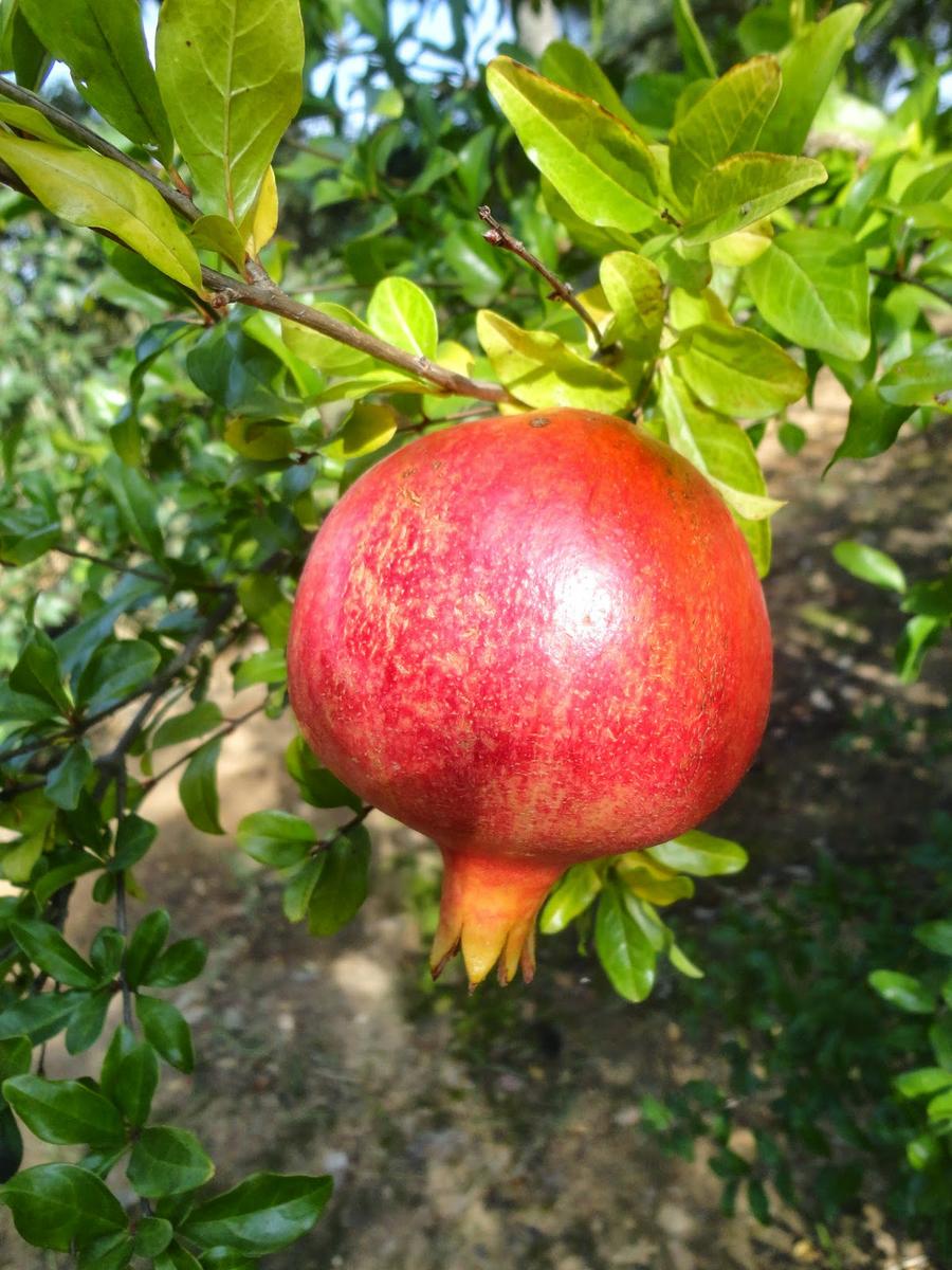 GRANADAS MADURAS EN EL ÁRBOL