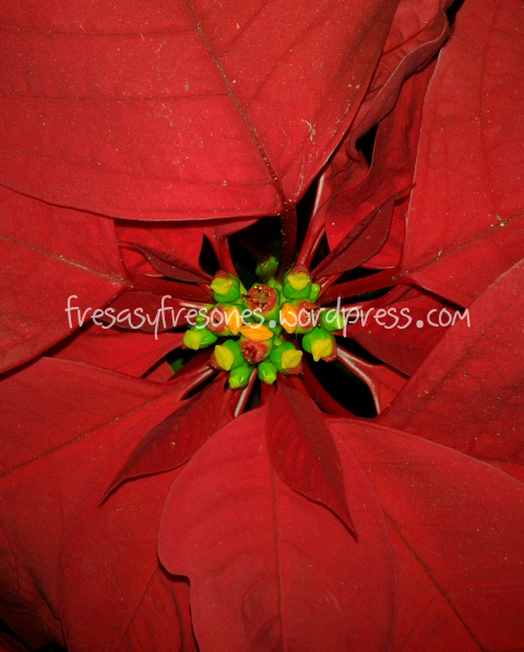 Poinsettia