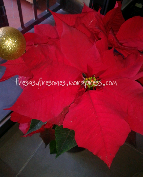 Poinsettia