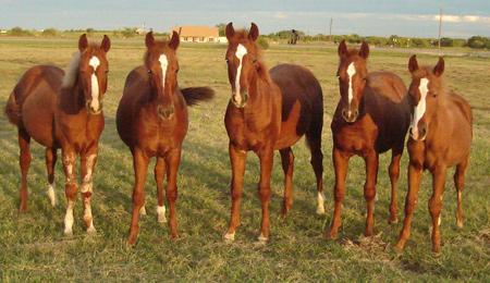 clones