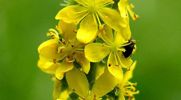 Propiedades de la flor de Bach, Agrimonia