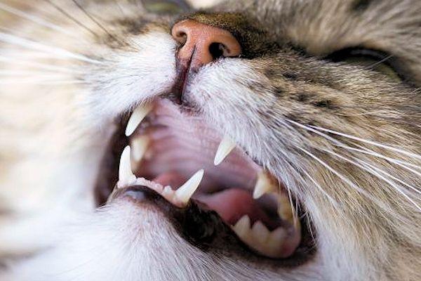 la dentadura de tu gato