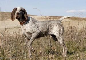 perdiguero de Burgos