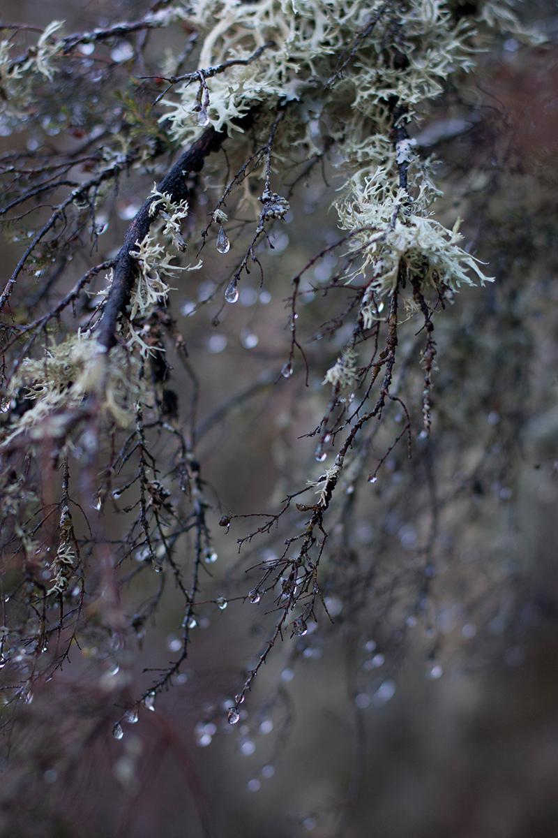 hayedomontejo_7_ebom