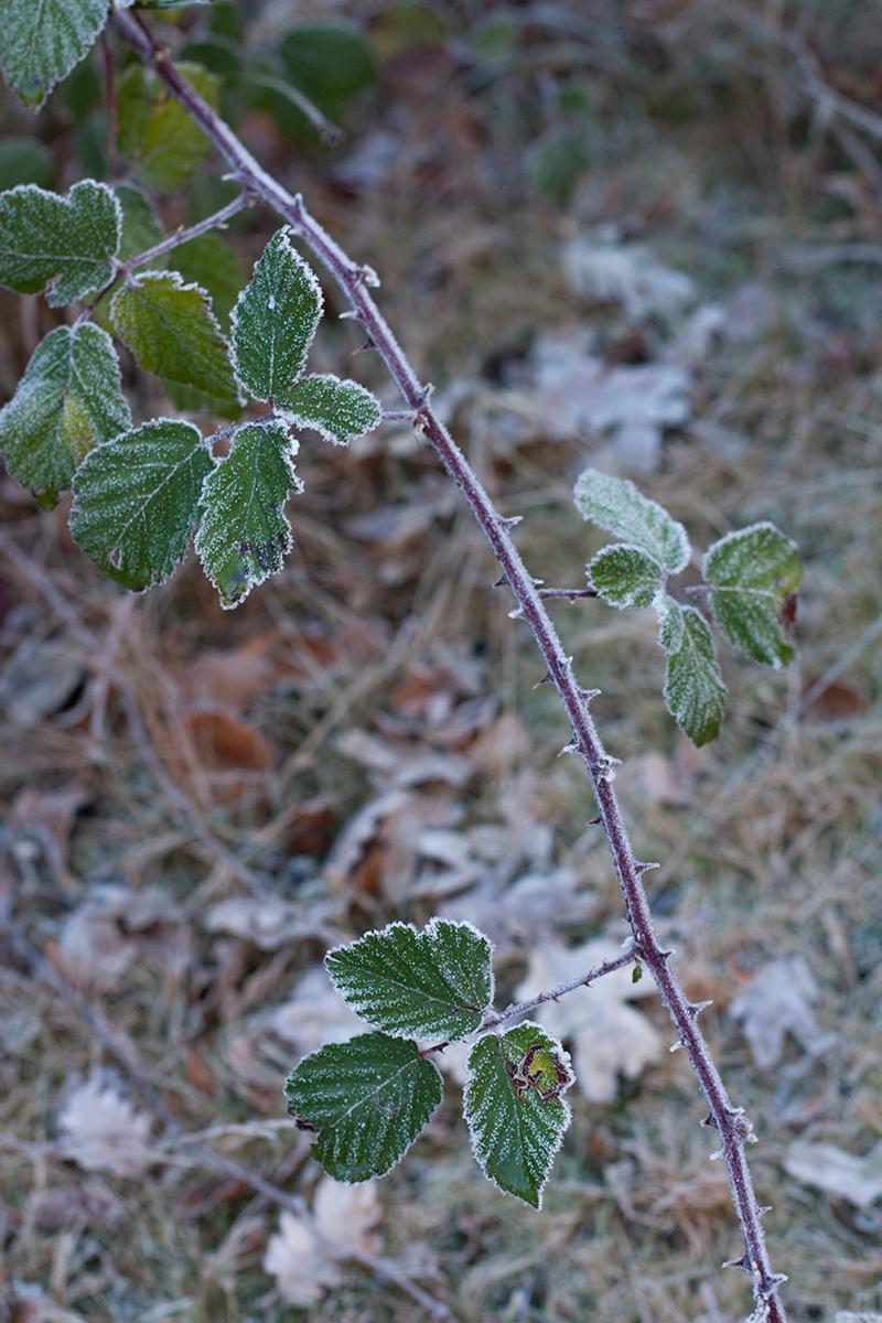 hayedomontejo_10_ebom