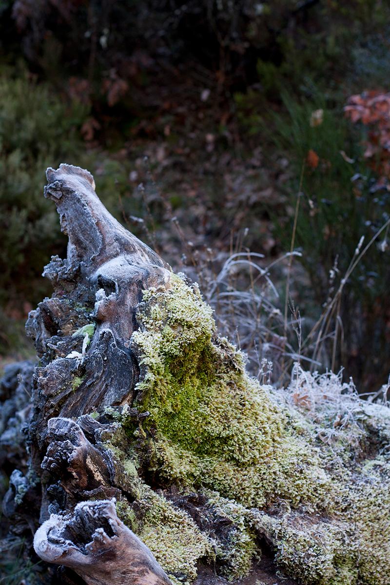 hayedomontejo_11_ebom