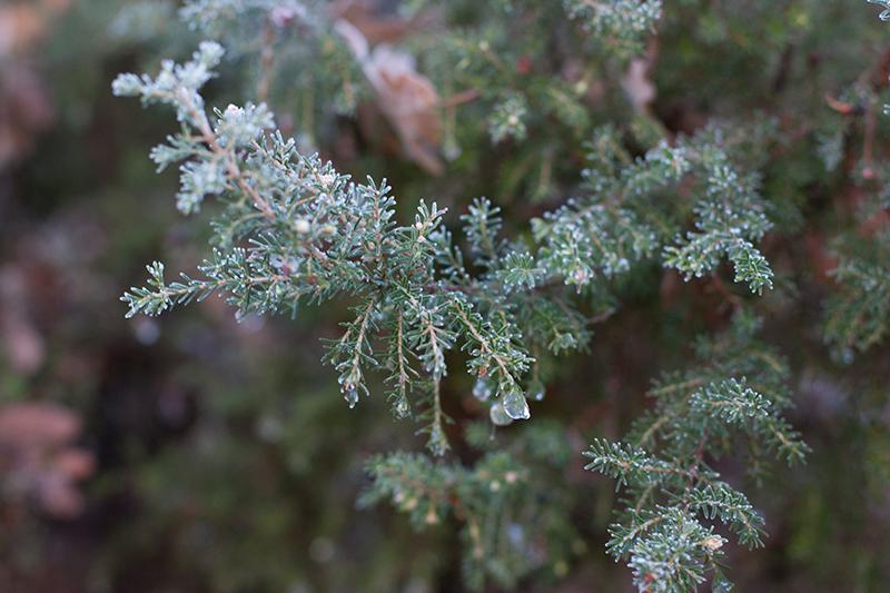 hayedomontejo_14_ebom