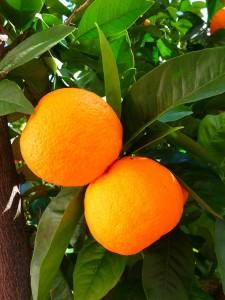 oranges-5383_1280