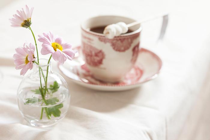 malvaviscos_plan_invierno_frio