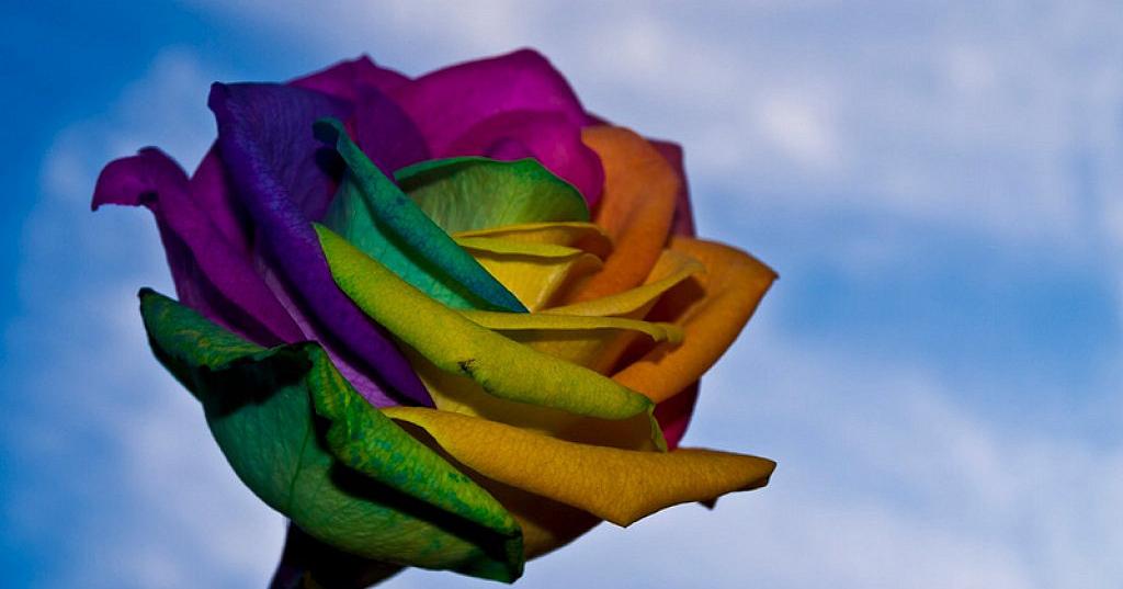3 sencillas técnicas para cambiar el color de tus flores