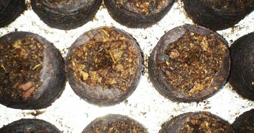 Cómo hacer un semillero de tomates con turba prensada | Plantas