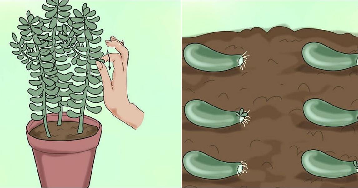 Cómo propagar suculentas de hojas