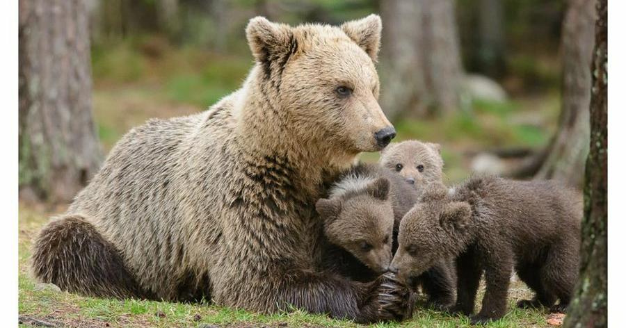 20 fotografías para descubrir a las mamás más tiernas del reino animal