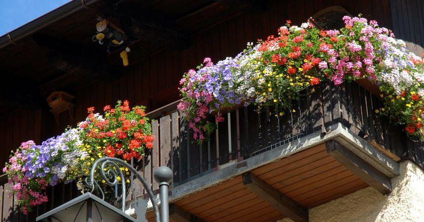 Plantas para balcones y terrazas |