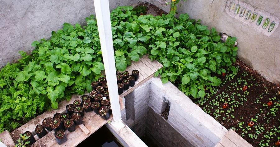 Un huerto en casa | Plantas