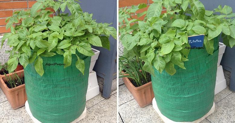 como plantar patatas | facilisimo.com