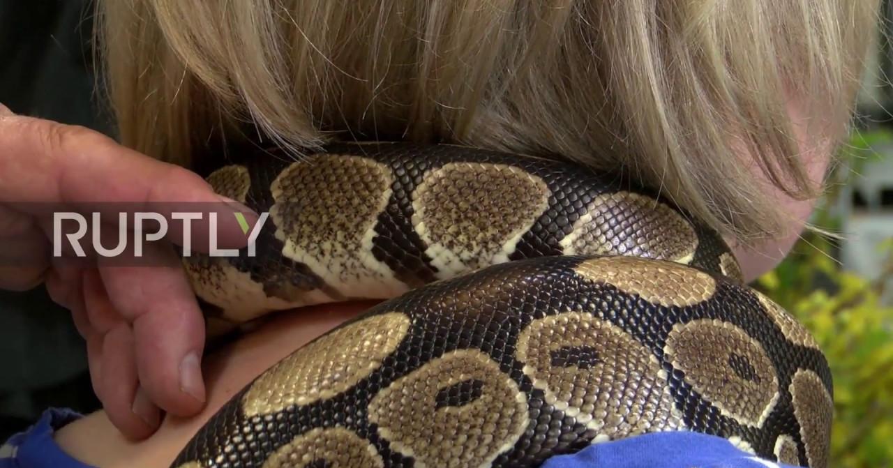 estampado de serpiente | facilisimo.com