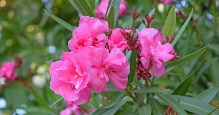 Árboles de sombra de crecimiento rapido | facilisimo.com