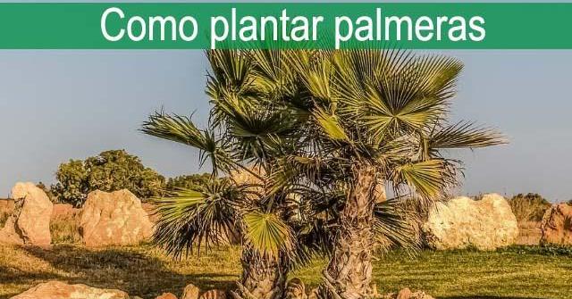 Árboles de sombra de crecimiento rapido | facilisimo.com