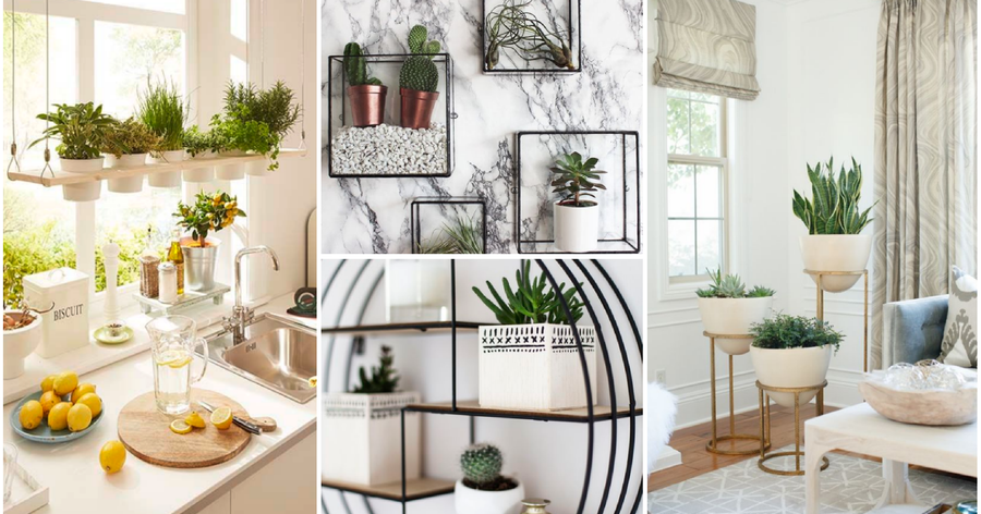 Ideas Para Decorar Con Plantas Plantas