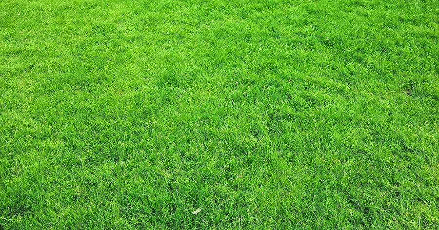 cesped en arena | facilisimo.com