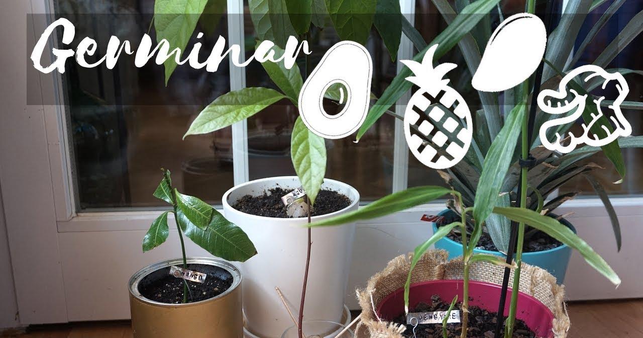 Como Germinar Una Semilla De Mango Recopilación de germinados (aguacate, piña, mango y jengibre) | Plantas
