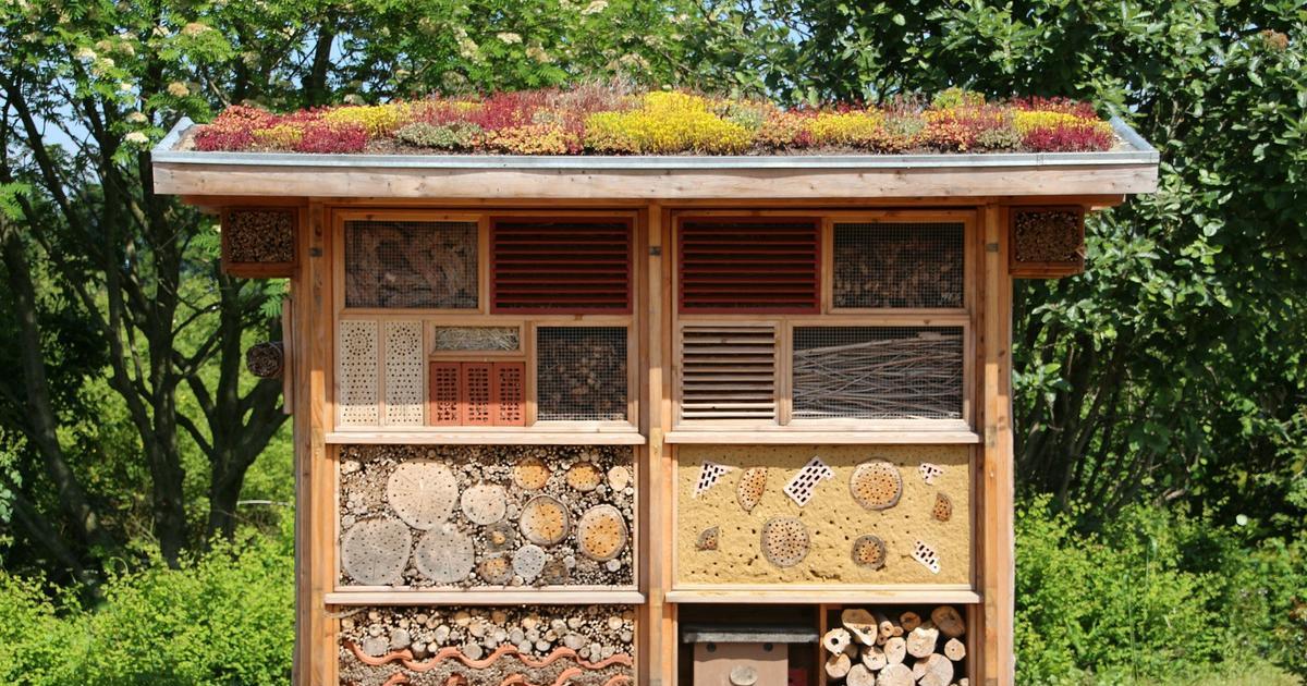 Aguacatero | Plantas