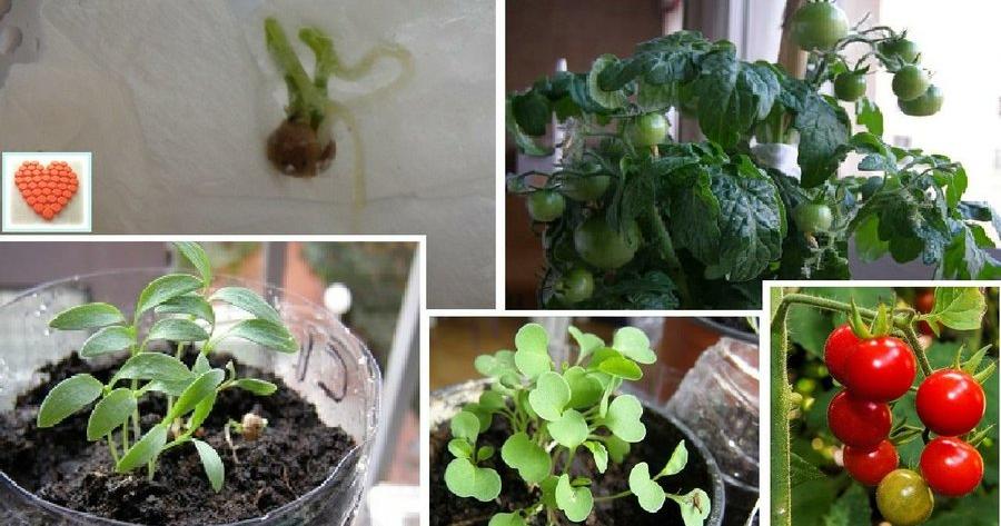 Huerto urbano vertical y giratorio | Plantas