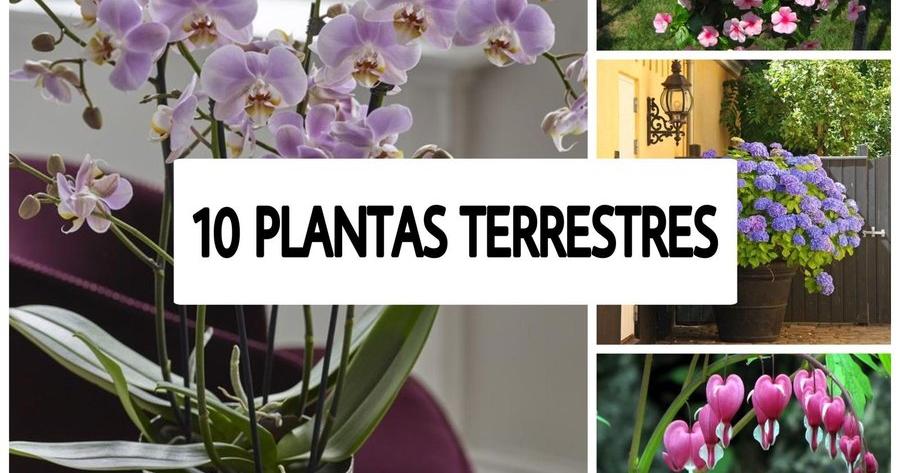 10 nombres de plantas terrestres | Plantas