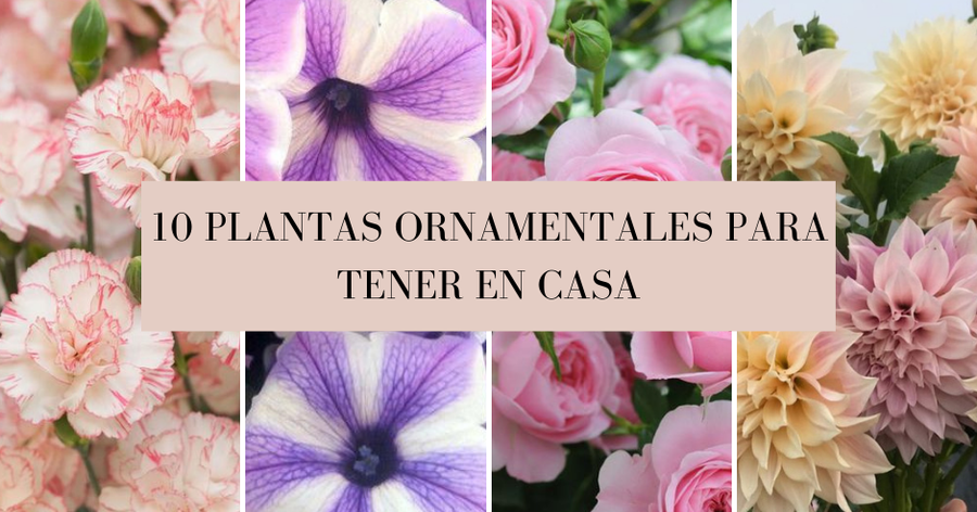 Plantas Ornamentales Para Tener En Casa Plantas