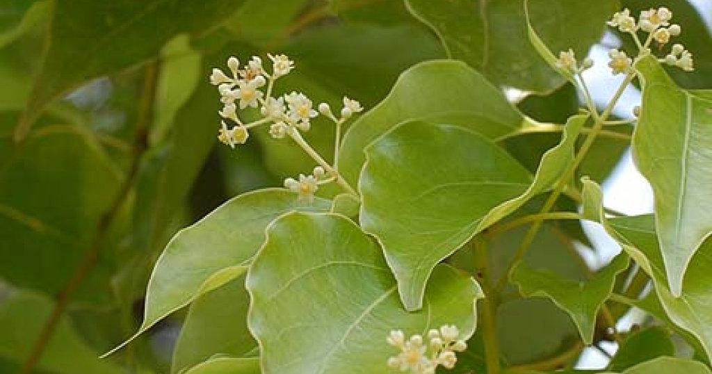 Árbol de Alcanfor | Plantas