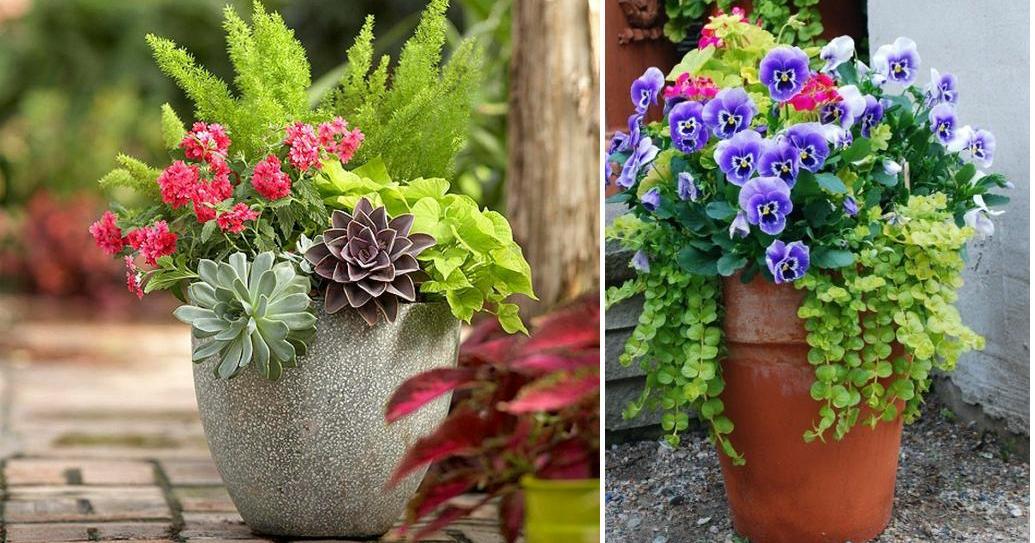 Combinaciones De Plantas Y Flores Plantas