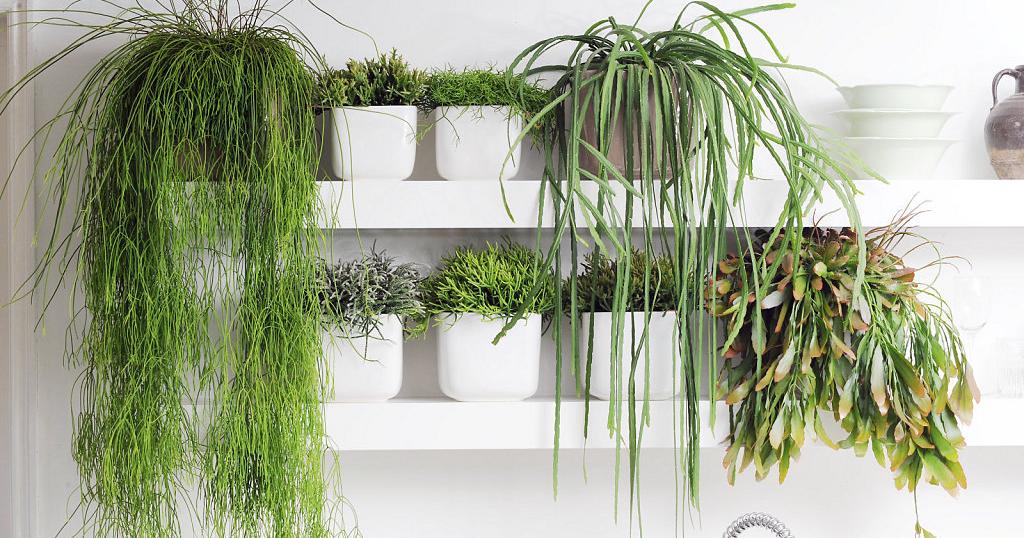 plantes anxiété généralisée