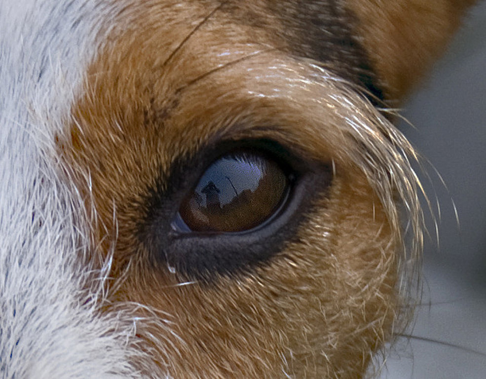 dosis Insistir no pueden ver Ceguera en perros | Mascotas