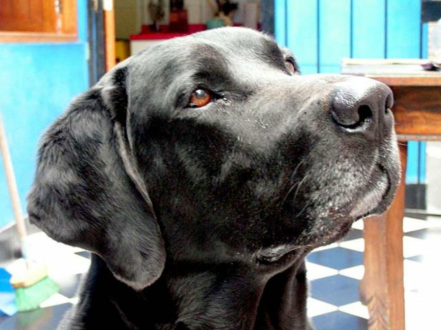 perro negro