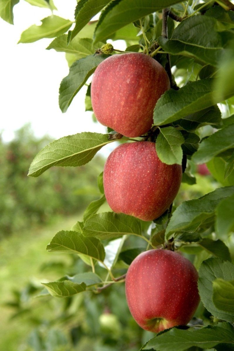 Sorteo de las manzanas Marlene®