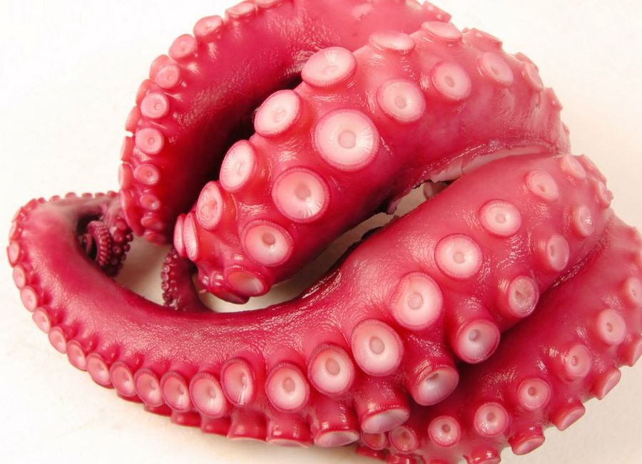 Pulpo