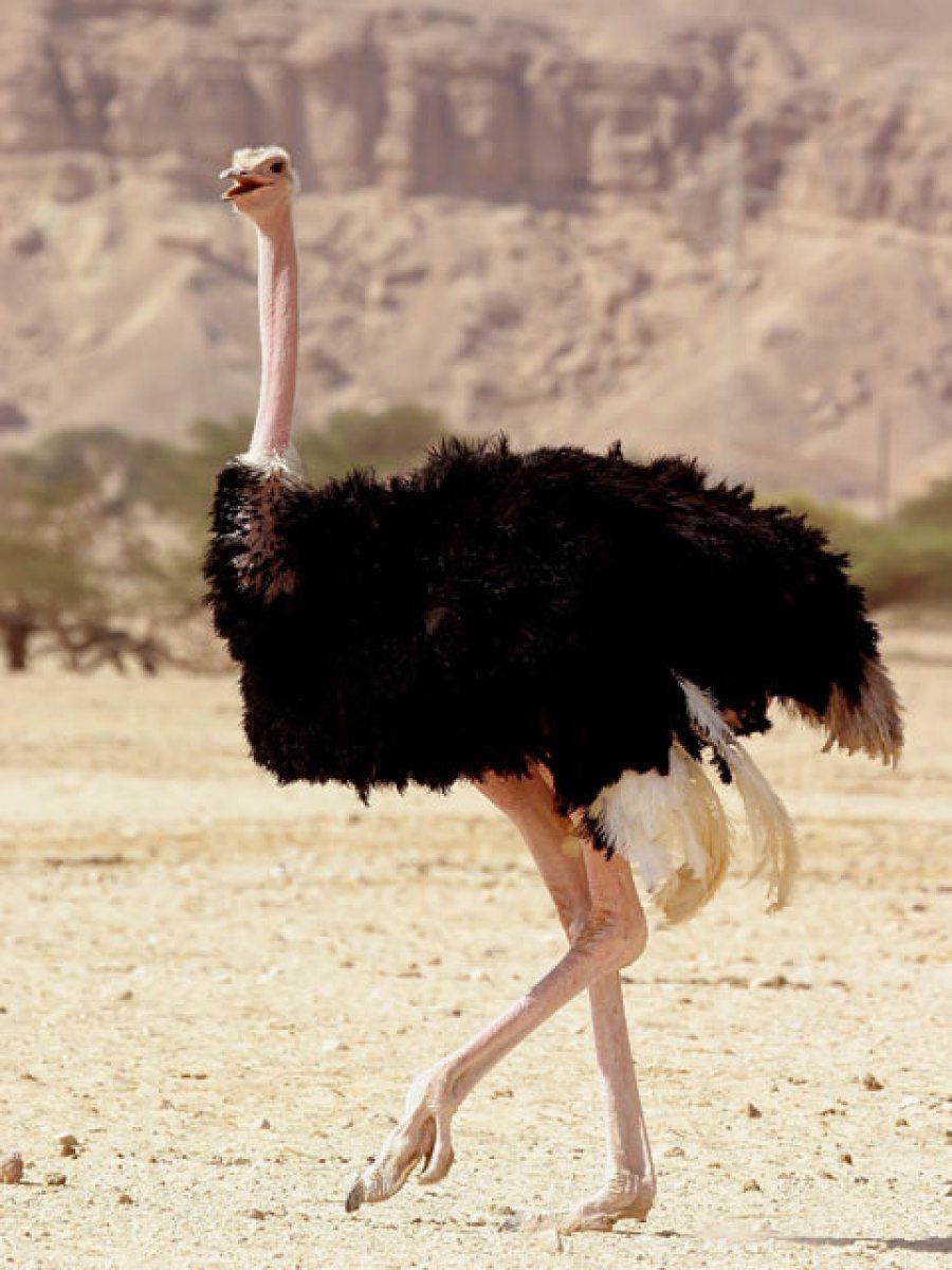 avestruz
