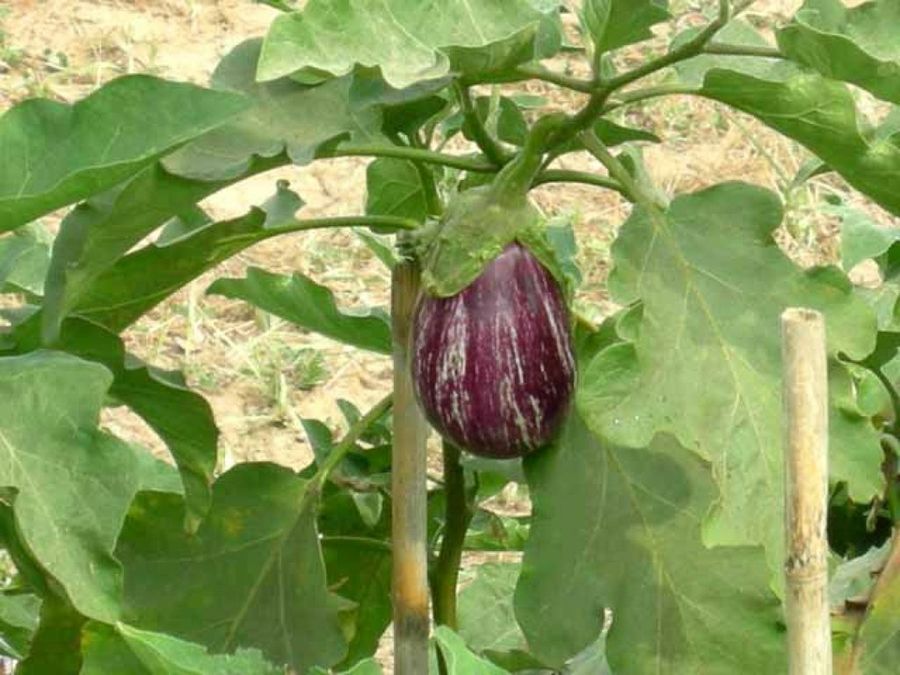 berenjena natural