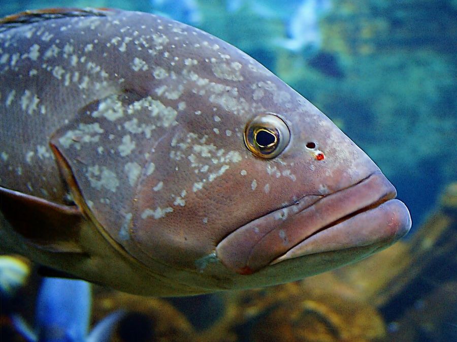 Mero - Flickr - Kano Photo