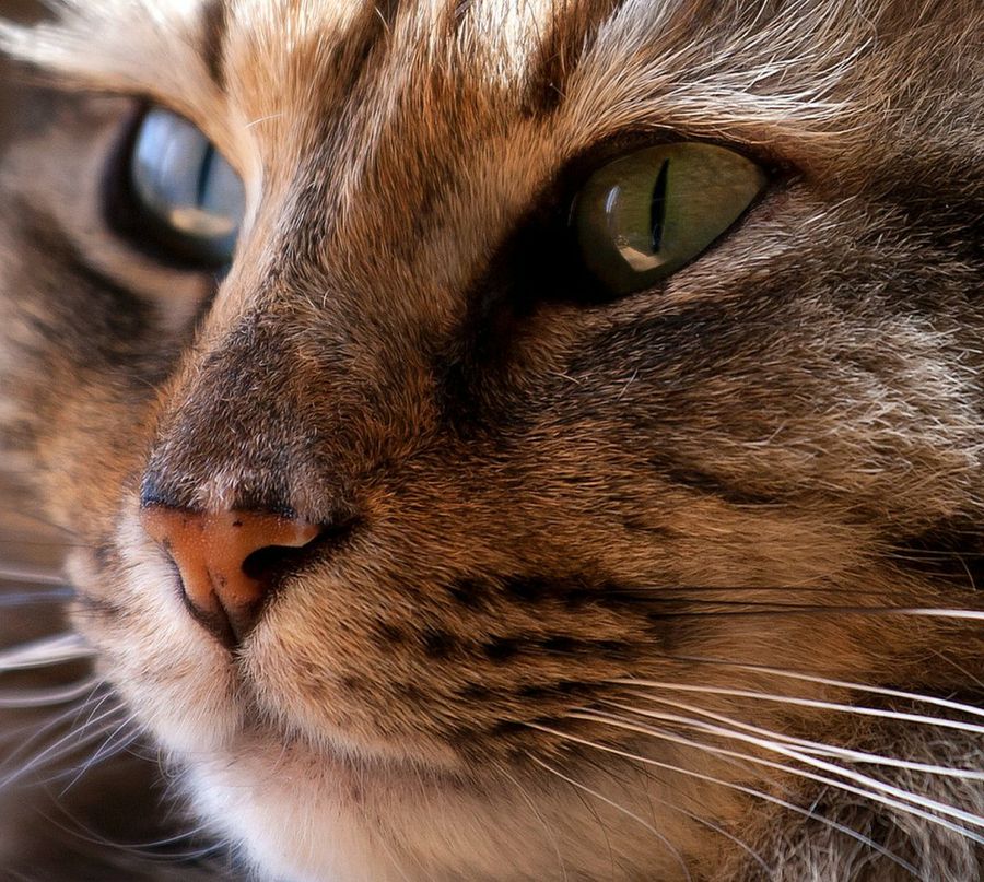 gato2