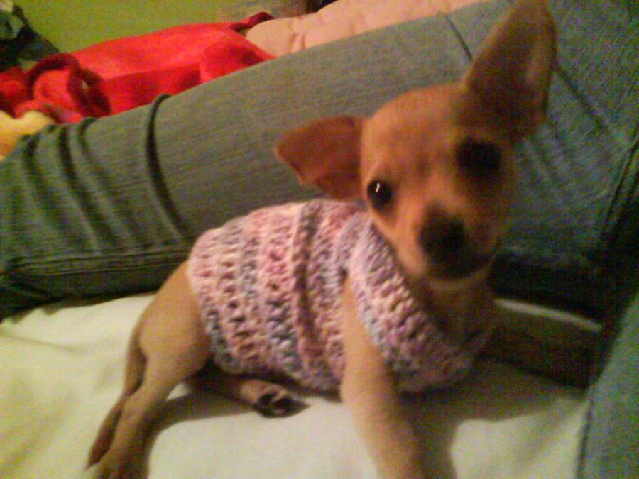 perro abrigado