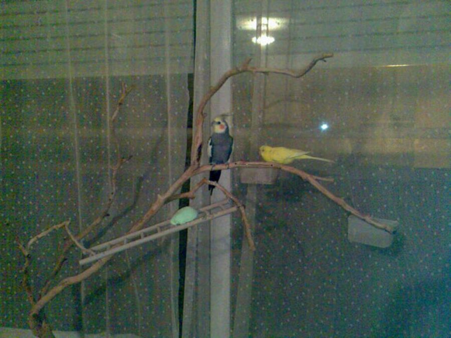 pajaros