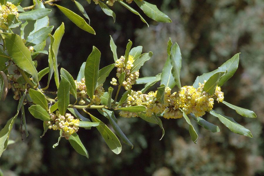 Laurus nobilis