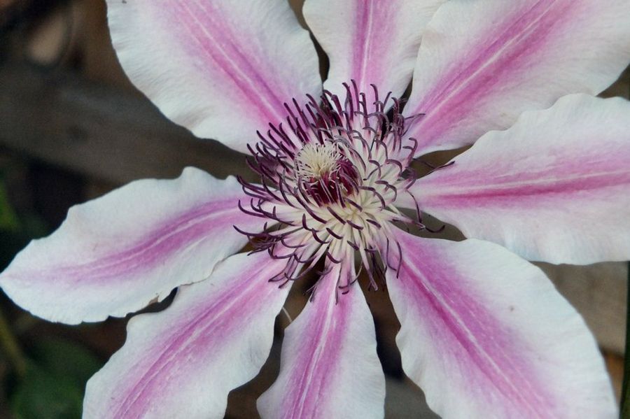 Clematis 'Nelly Moser'