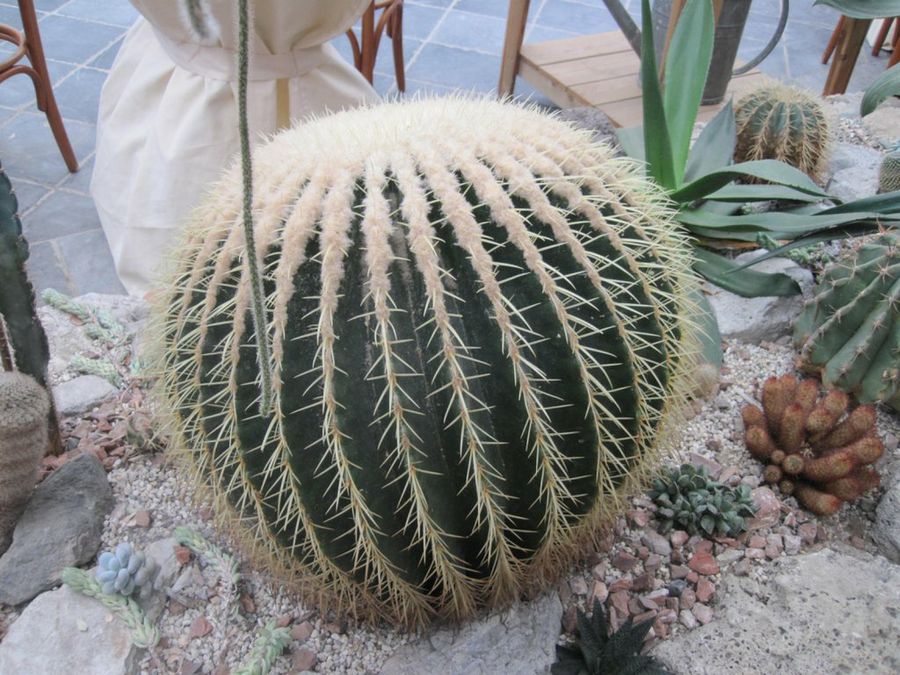 Echinocactus grusonii