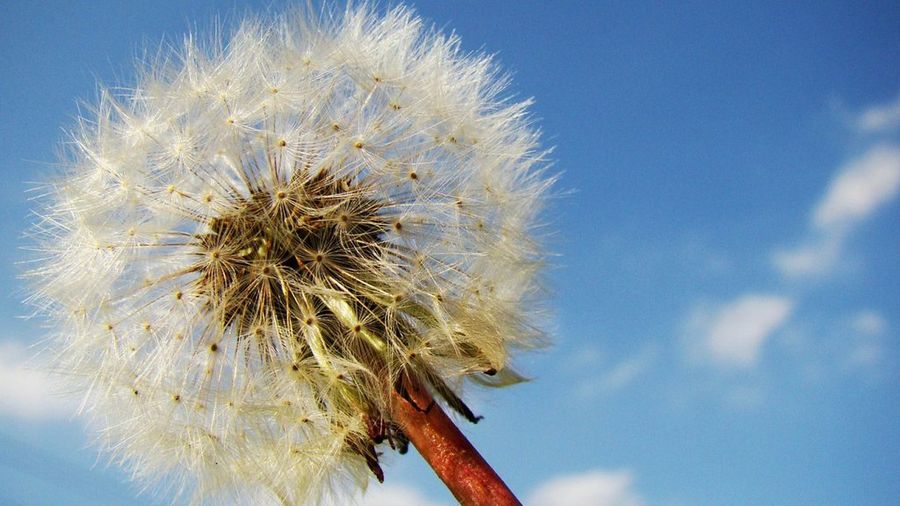 Taraxacum officinale