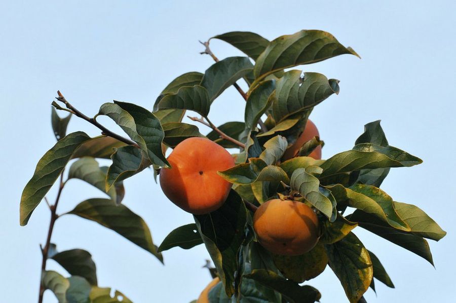 Diospyros kaki