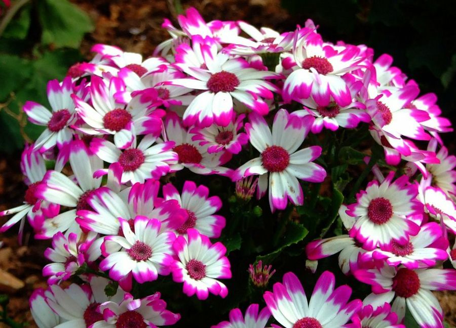 Cineraria