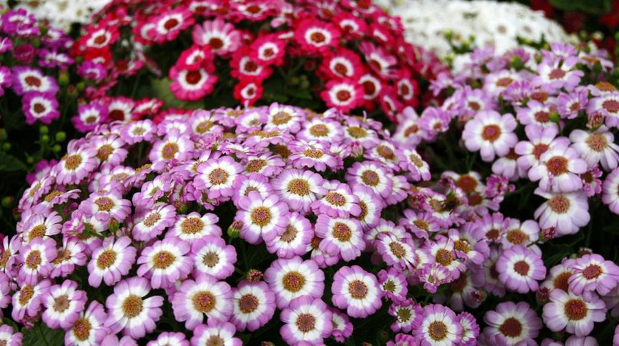 Cineraria